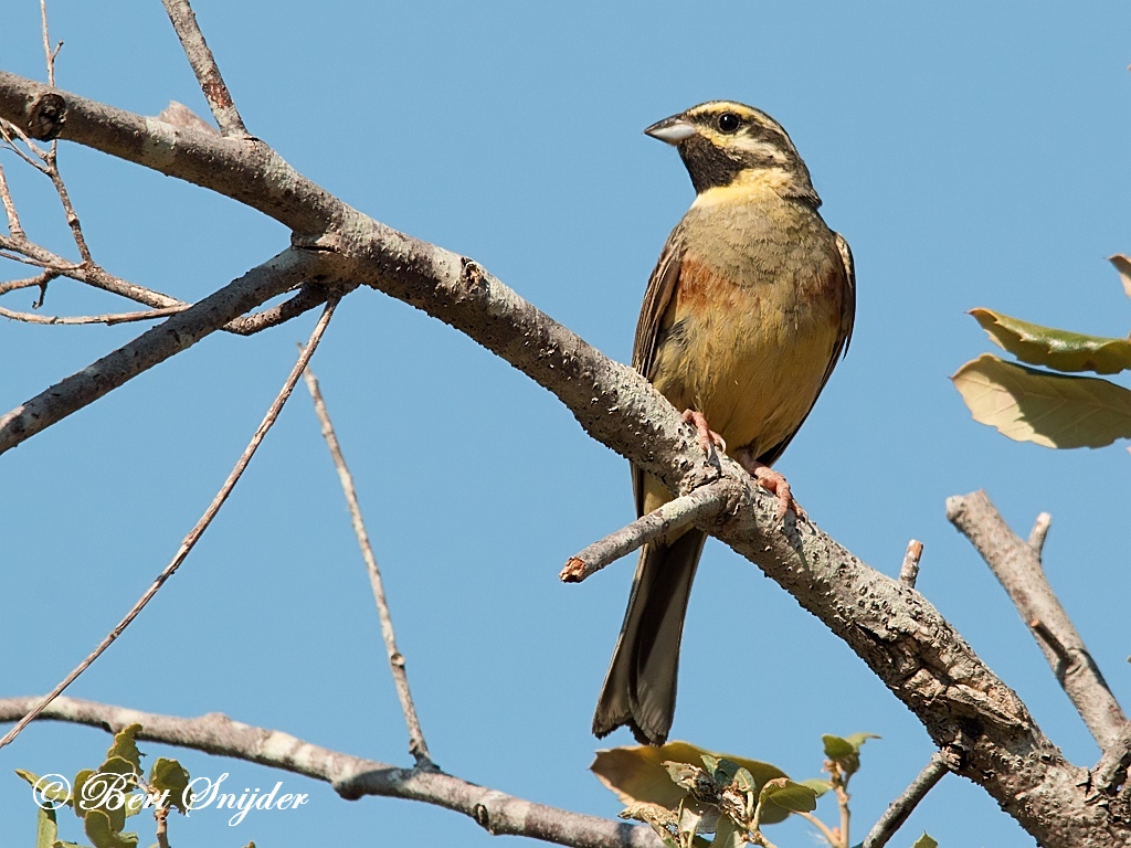 Cirl Bunting Birding Portugal