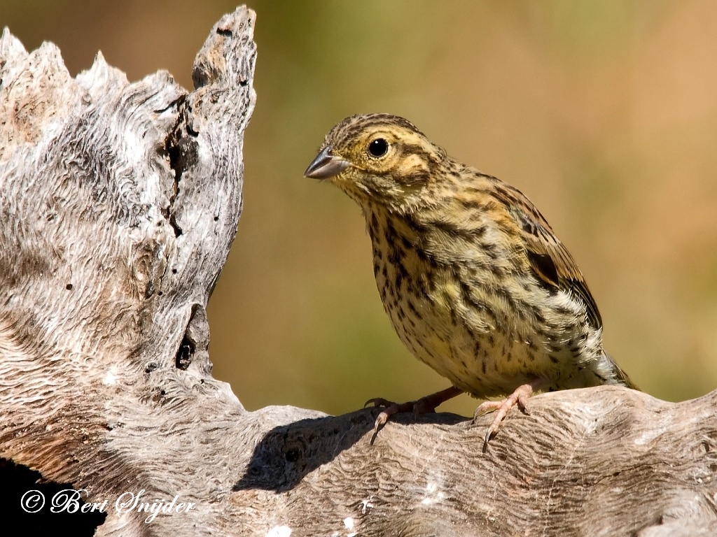 Cirl Bunting Birding Portugal