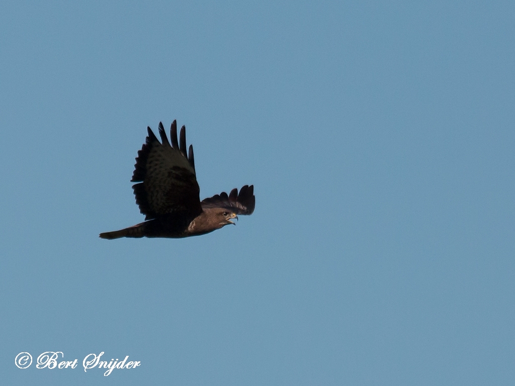 Common Buzzard Birding Portugal