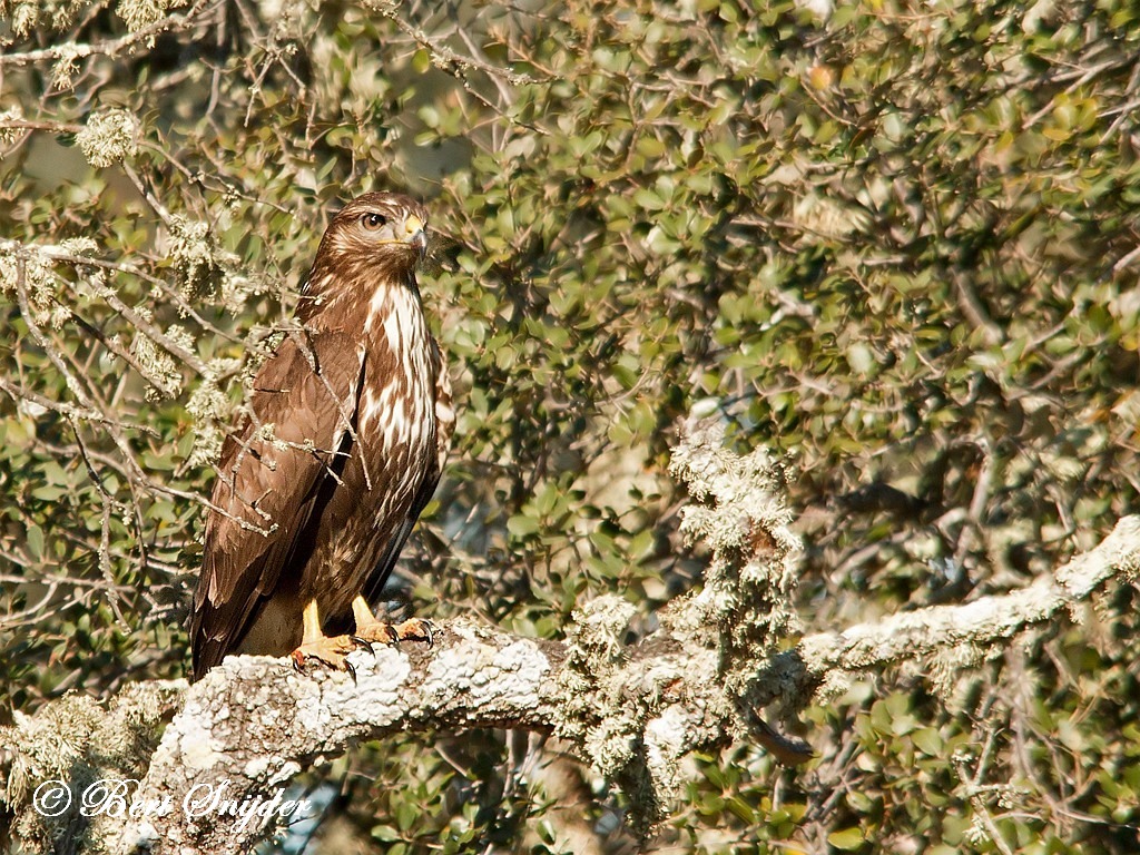 Common Buzzard Birding Portugal