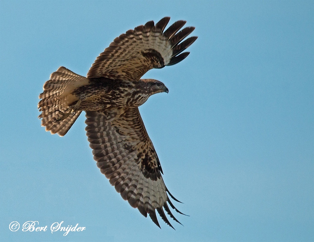 Common Buzzard Birding Portugal