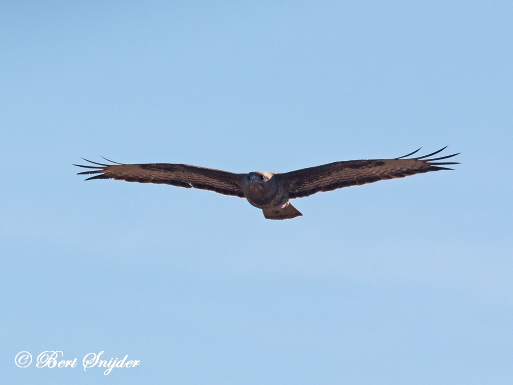 Common Buzzard Birding Portugal