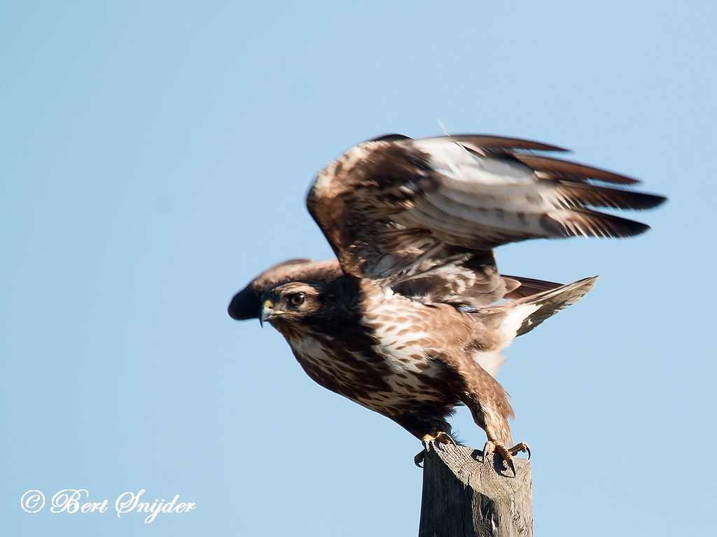 Common Buzzard Birding Portugal