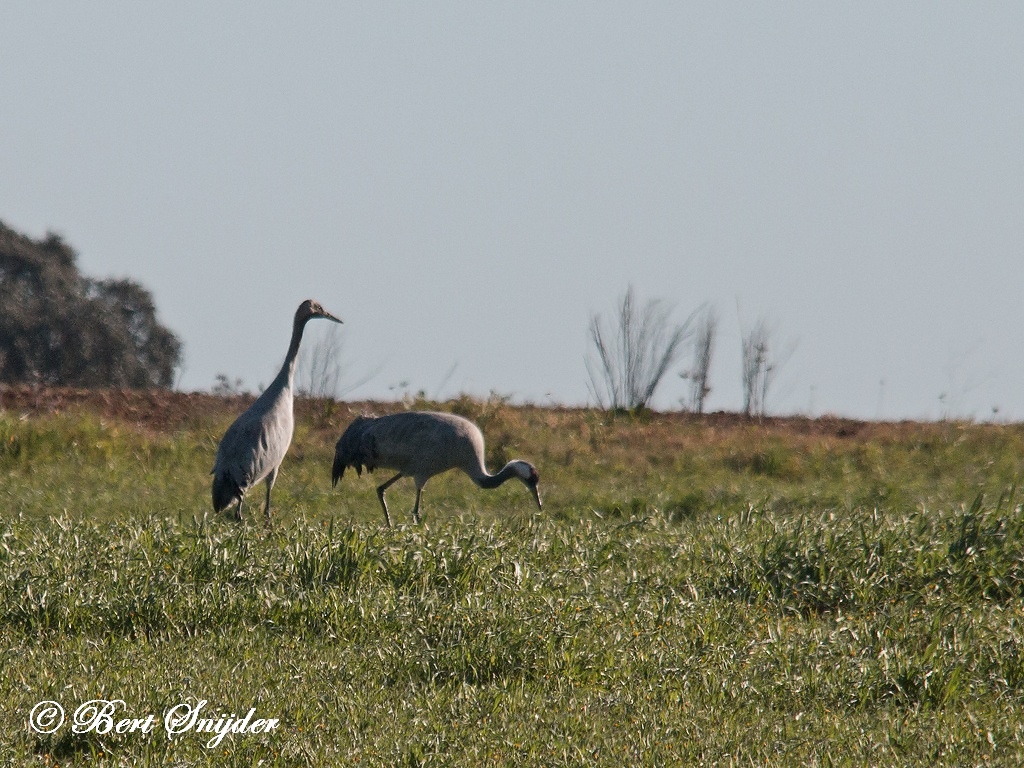 Common Crane Bird Hide BSP5 Portugal