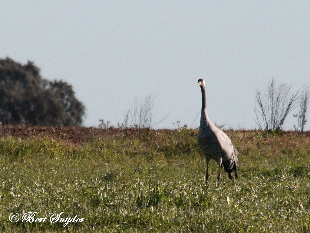 Common Crane Bird Hide BSP5 Portugal