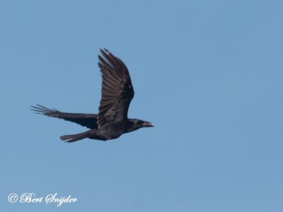 Common Raven Bird Hide BSP5 Portugal