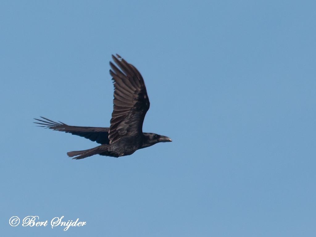 Common Raven Bird Hide BSP5 Portugal