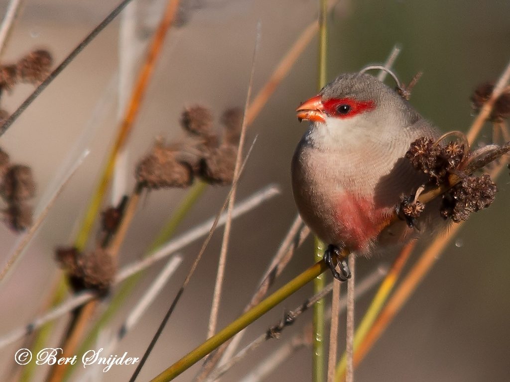 Common Waxbill Bird Hide BSP2 Portugal