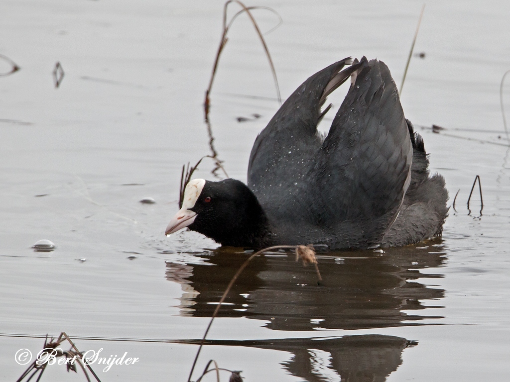 Coot Bird Hide BSP2 Portugal