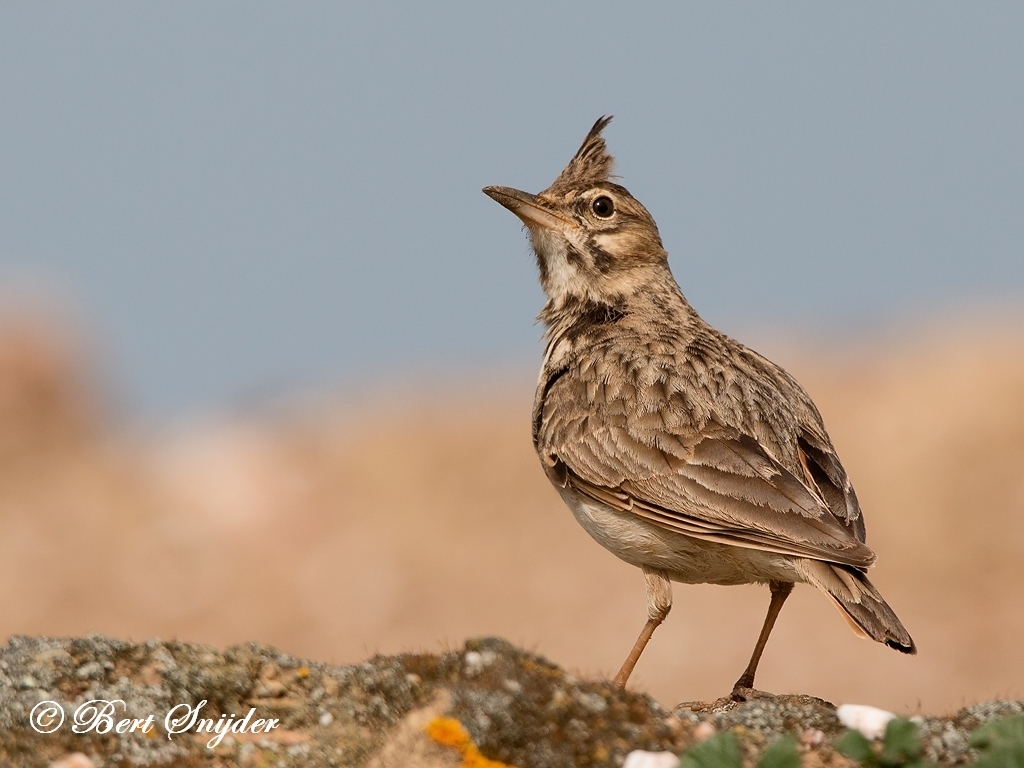 Crested Lark Bird Hide BSP6 Portugal