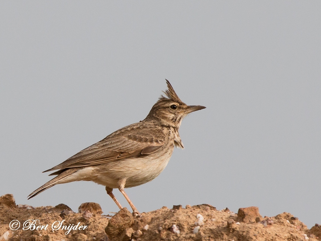 Crested Lark Bird Hide BSP6 Portugal