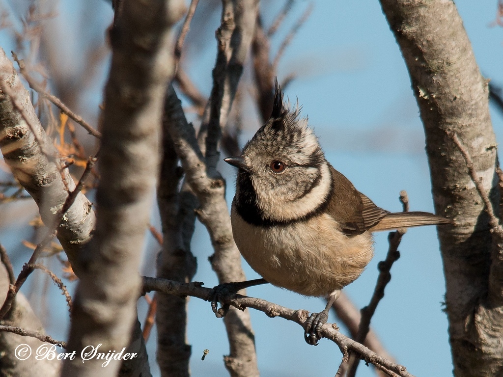 Crested Tit Bird Hide BSP2 Portugal