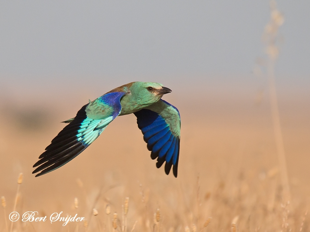 European Roller Bird Hide BSP6 Portugal