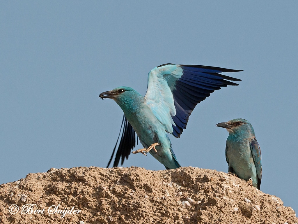 European Roller Bird Hide BSP6 Portugal