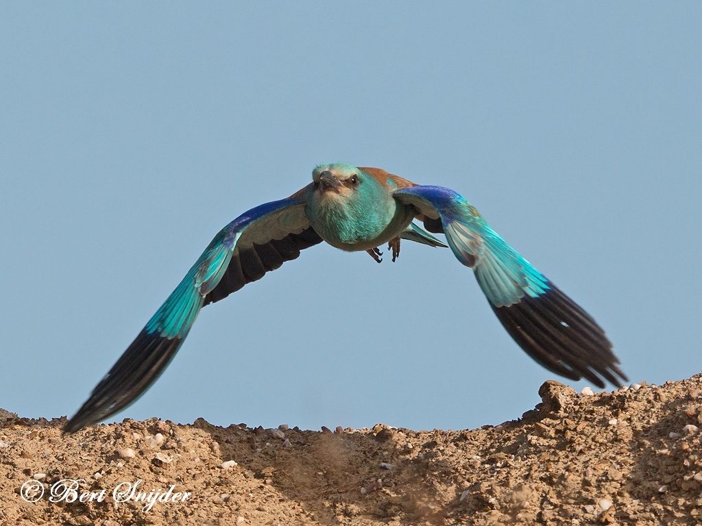 European Roller Bird Hide BSP6 Portugal