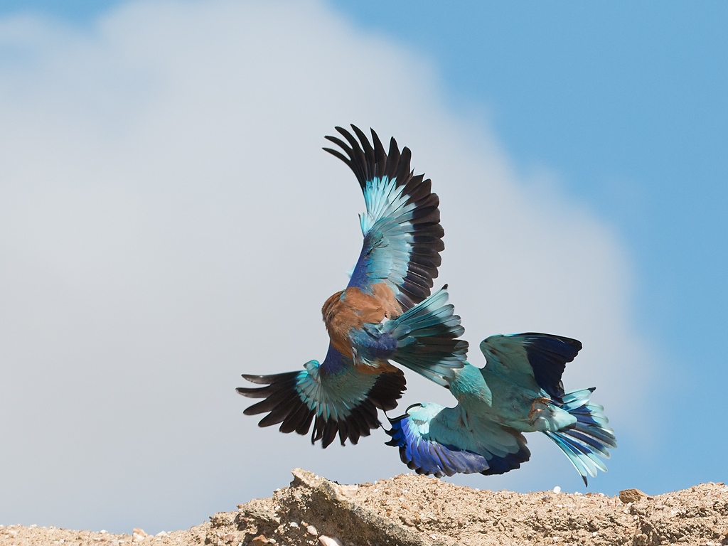 European Roller Bird Hide BSP6 Portugal