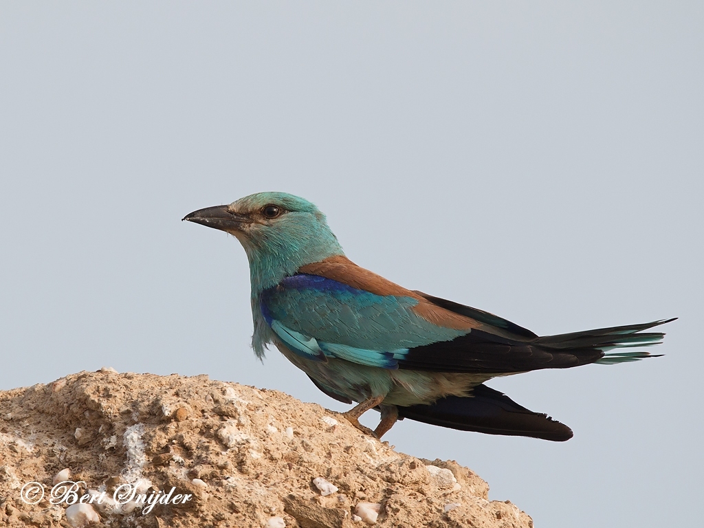 European Roller Bird Hide BSP6 Portugal