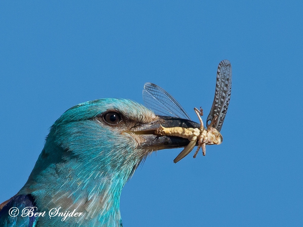 European Roller Bird Hide BSP6 Portugal