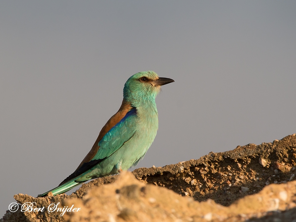 European Roller Bird Hide BSP6 Portugal