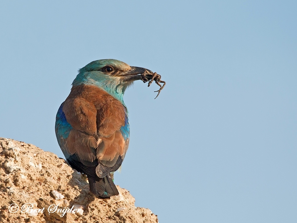 European Roller Bird Hide BSP6 Portugal