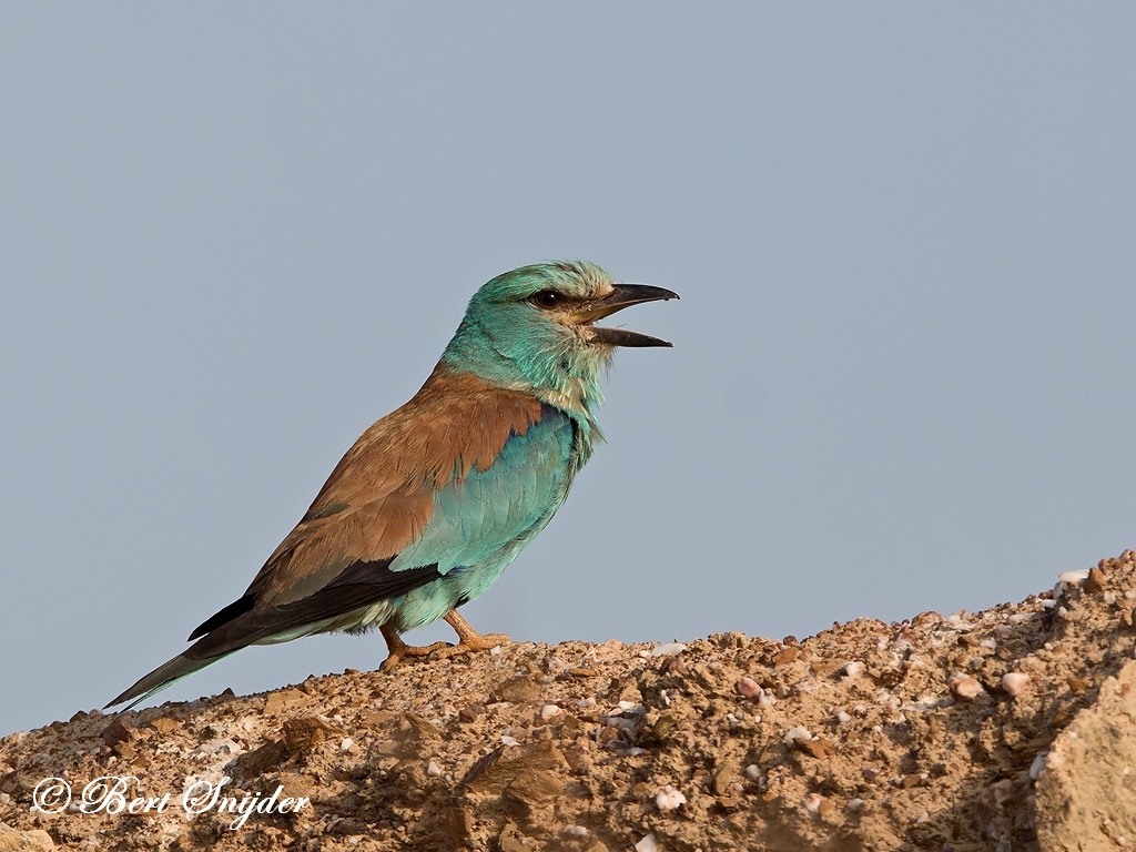 European Roller Bird Hide BSP6 Portugal