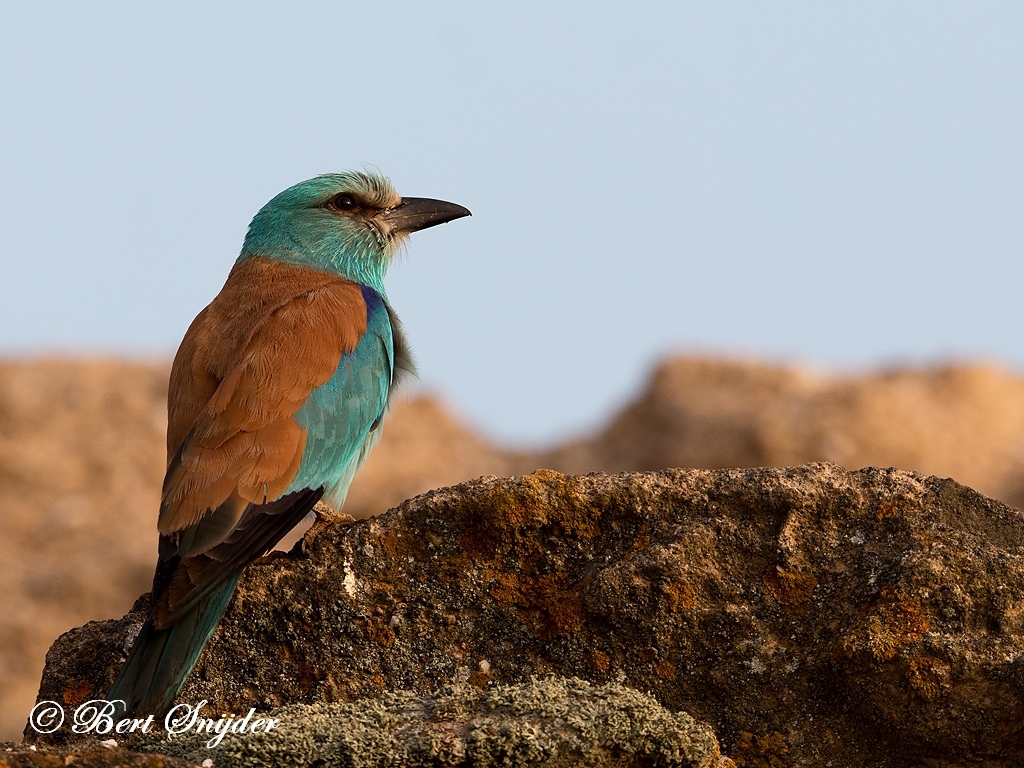 European Roller Bird Hide BSP6 Portugal