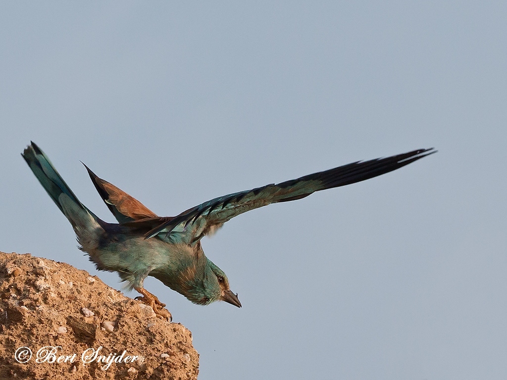 European Roller Bird Hide BSP6 Portugal