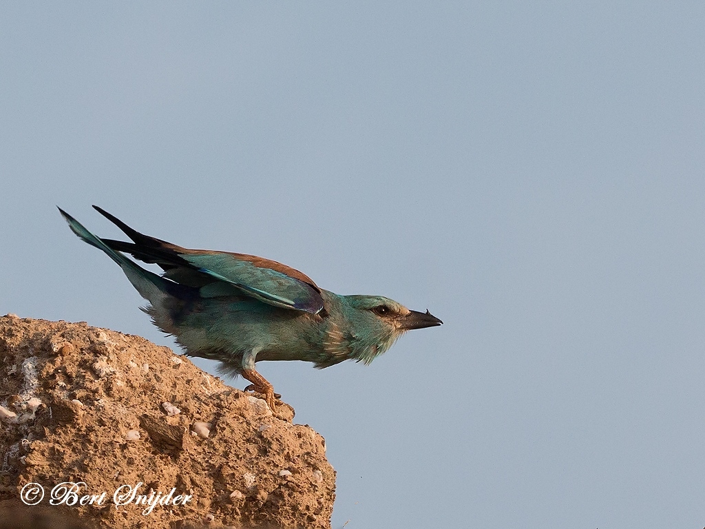 European Roller Bird Hide BSP6 Portugal