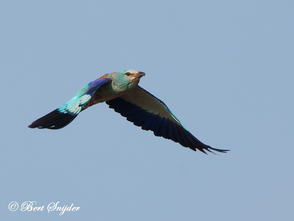 European Roller Bird Hide BSP6 Portugal