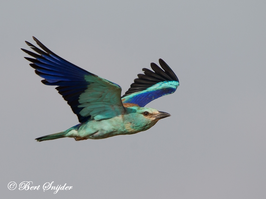 European Roller Bird Hide BSP6 Portugal