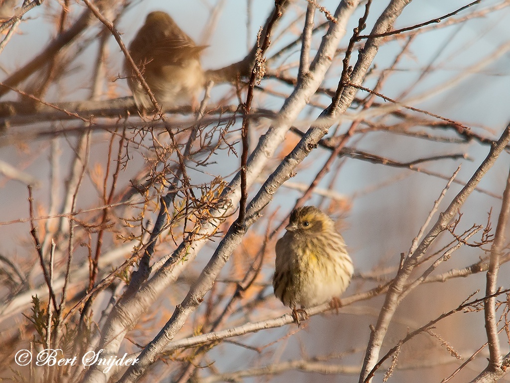 European Serin Bird Hide BSP2 Portugal