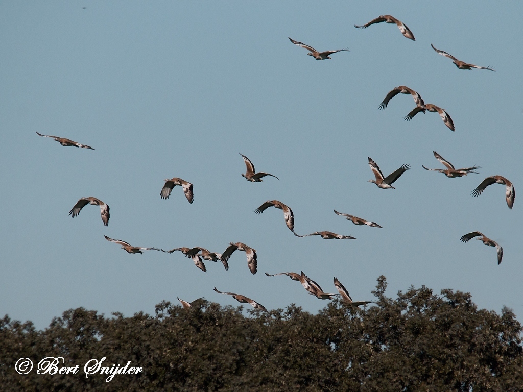 Great Bustard Bird Hide BSP5 Portugal