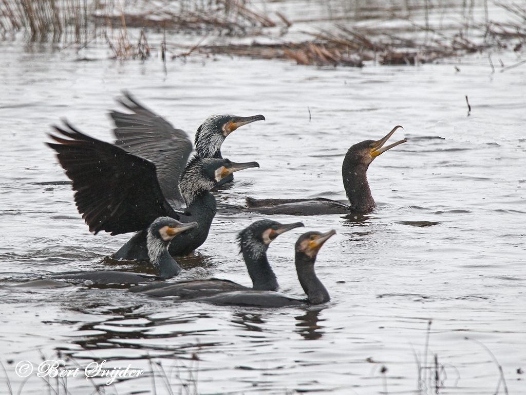 Great Cormorant Bird Hide BSP2 Portugal