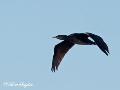 Great Cormorant Bird Hide BSP3 Portugal