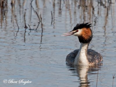 Great Crested Grebe Bird Hide BSP2 Portugal