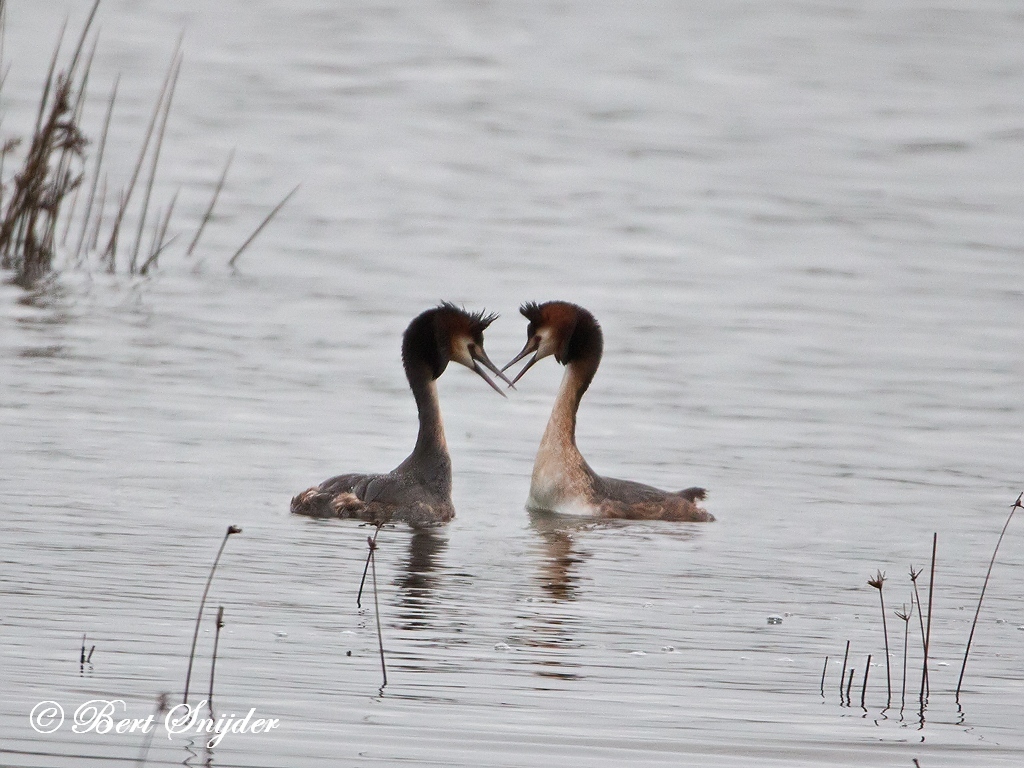 Great Crested Grebe Bird Hide BSP2 Portugal