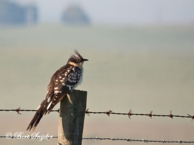 Great Spotted Cuckoo Bird Hide BSP6 Portugal