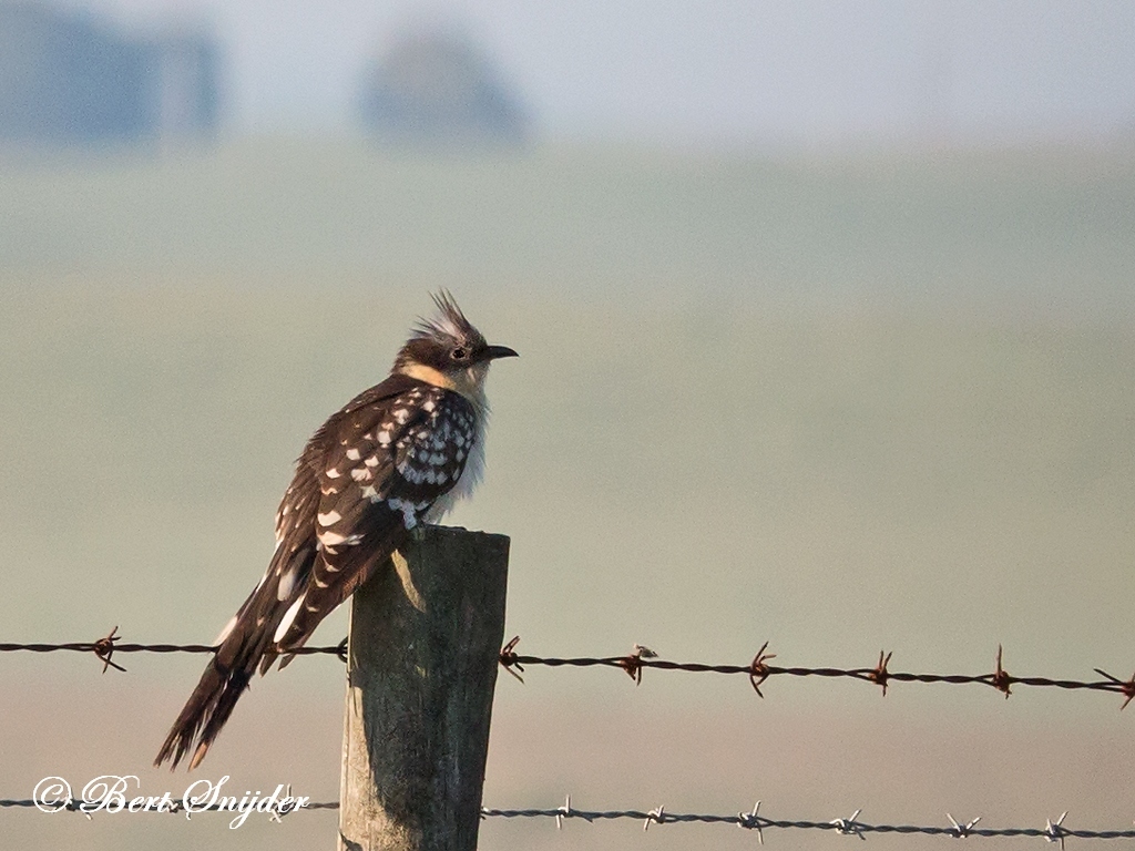 Great Spotted Cuckoo Bird Hide BSP6 Portugal