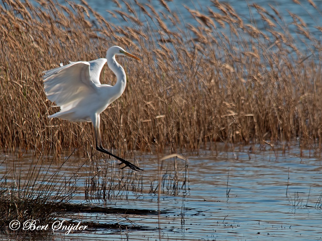 Great White Egret Bird Hide BSP2 Portugal