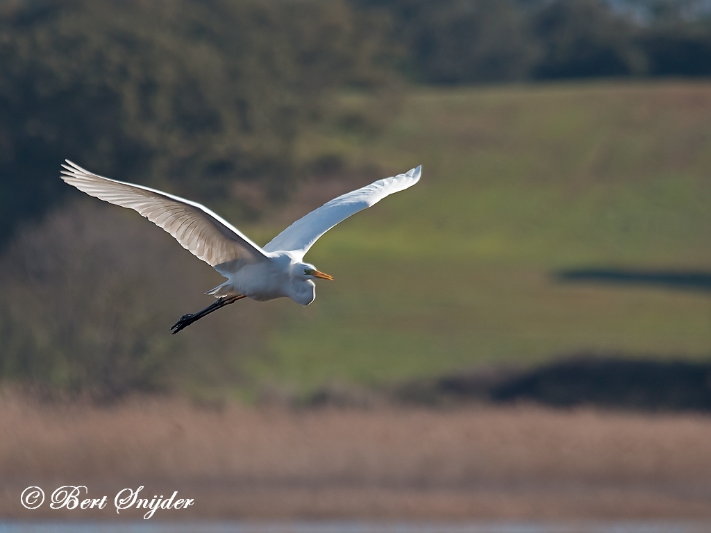 Great White Egret Bird Hide BSP2 Portugal