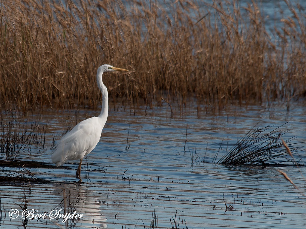 Great White Egret Bird Hide BSP2 Portugal