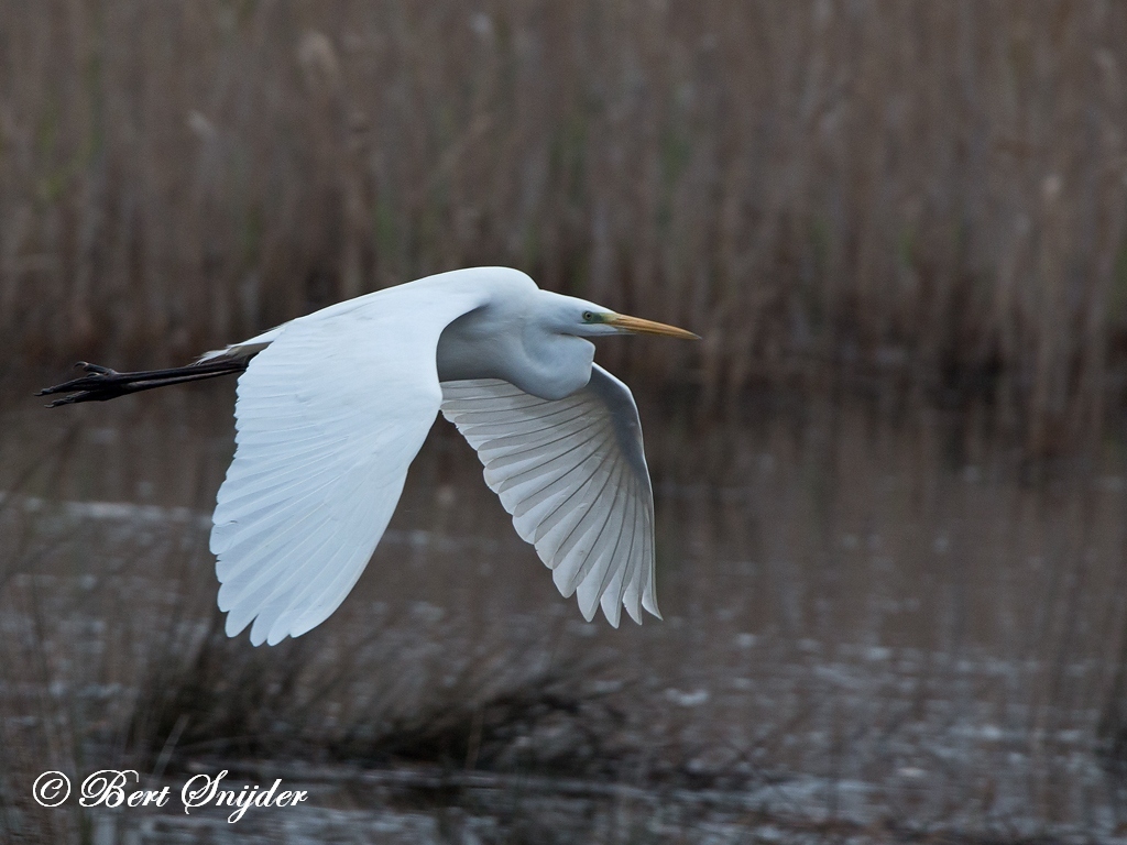 Great White Egret Bird Hide BSP2 Portugal