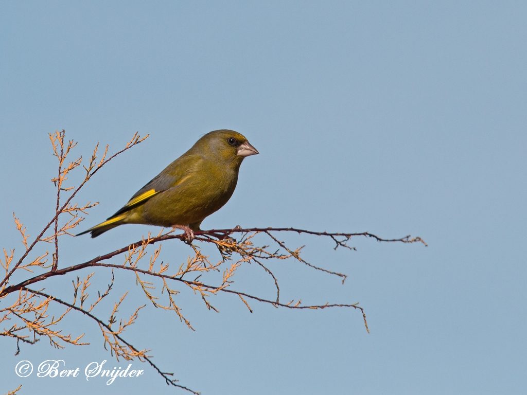 Green Finch Bird