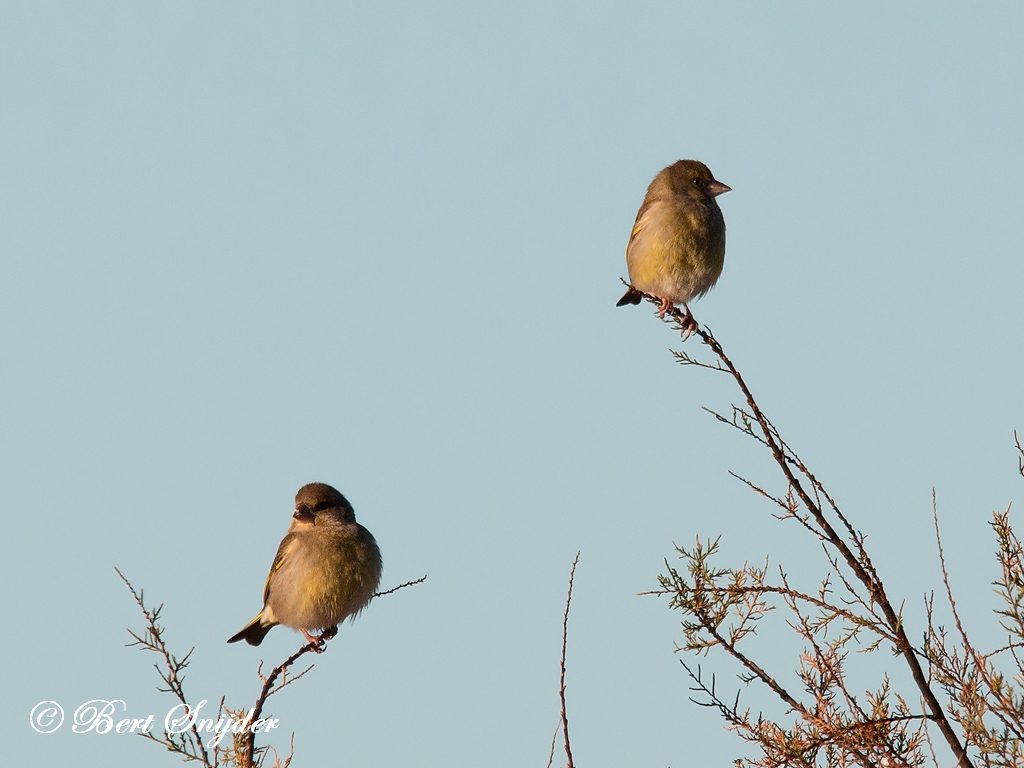 Greenfinch Bird Hide BSP3 Portugal