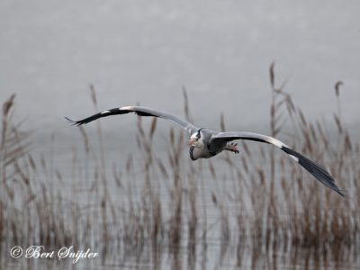Grey Heron Bird Hide BSP2 Portugal
