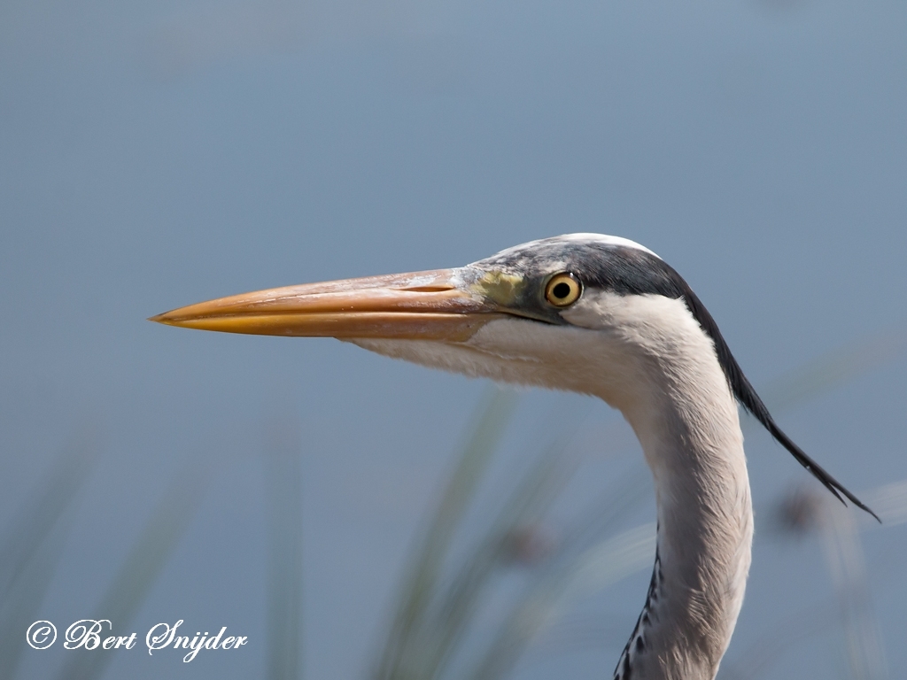 Grey Heron Bird Hide BSP2 Portugal