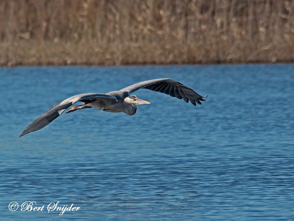 Grey Heron Bird Hide BSP3 Portugal