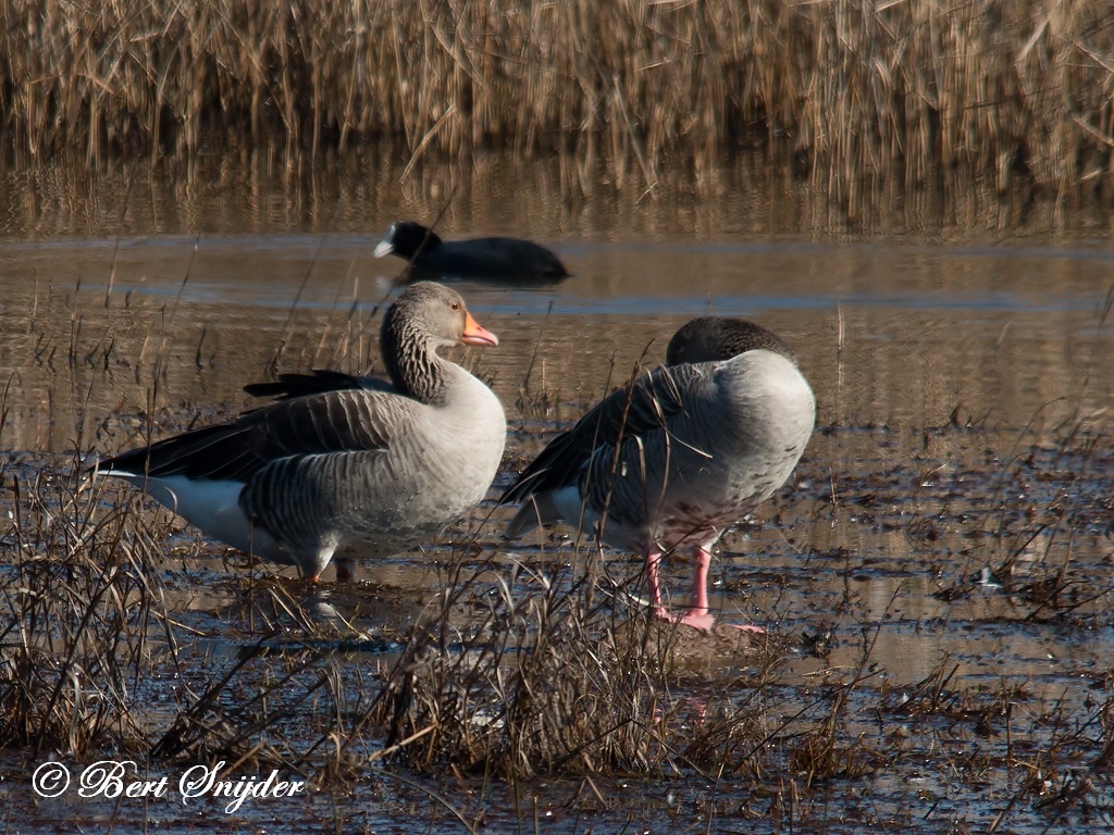 Greylag Goose Bird Hide BSP2 Portugal