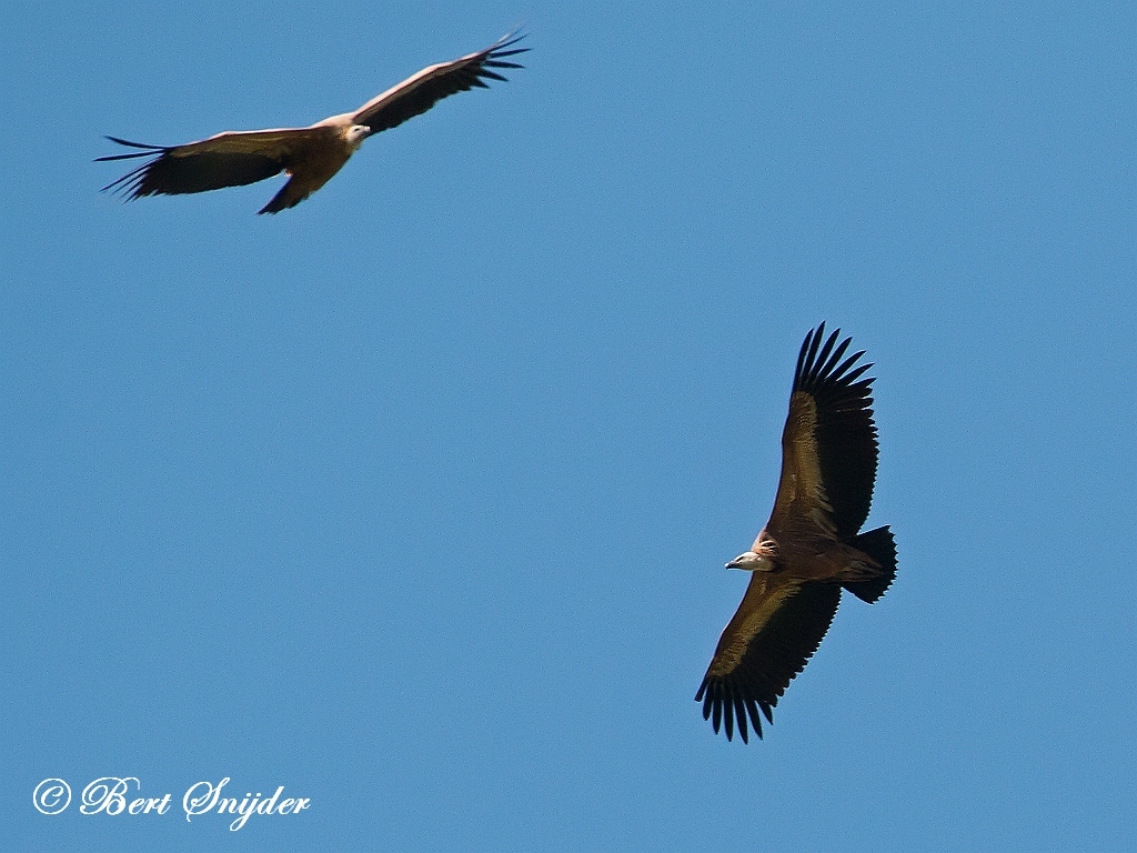 Griffon Vulture Bird Hide BSP6 Portugal