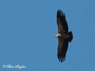 Griffon Vulture Bird Hide BSP6 Portugal